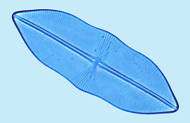 Lyrella Navicula
